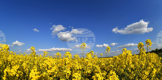 Разград - рапица