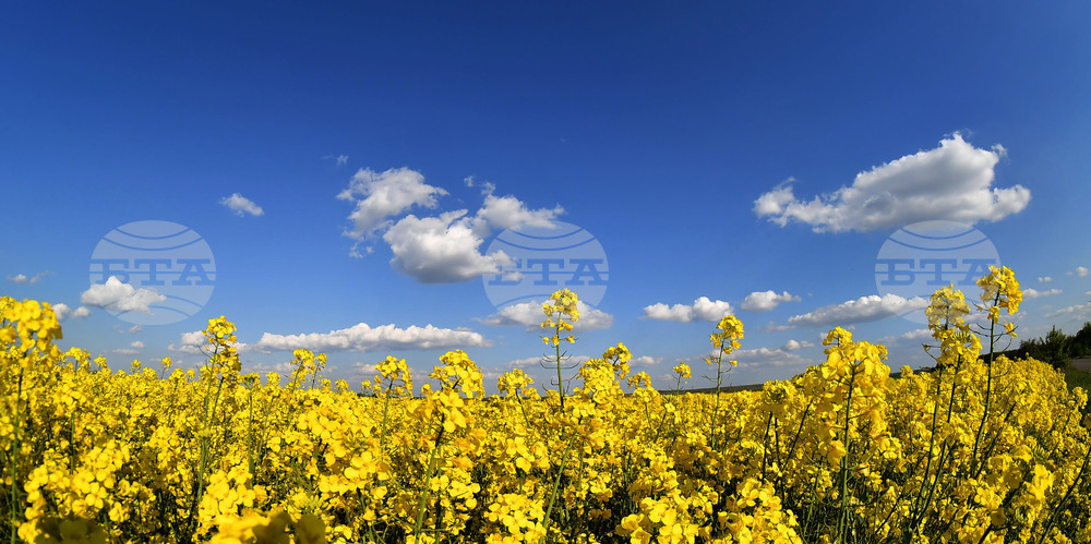 Разград - рапица