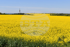 Разград - рапица