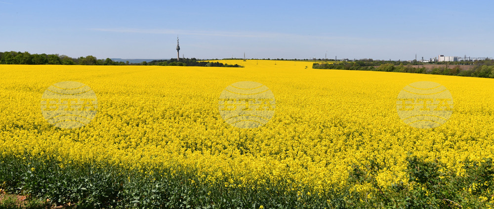 Разград - рапица