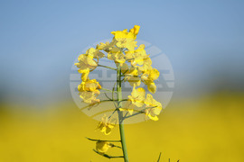 Разград - рапица