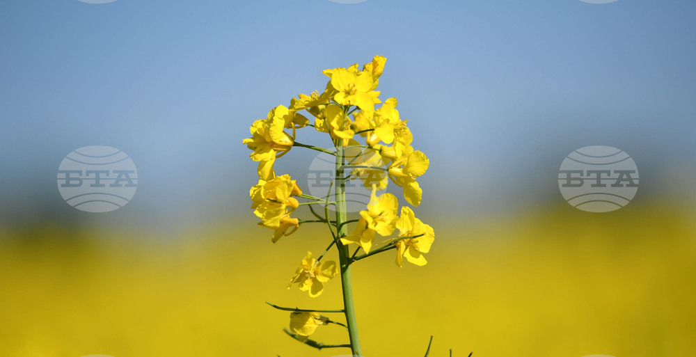 Разград - рапица