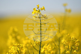 Разград - рапица