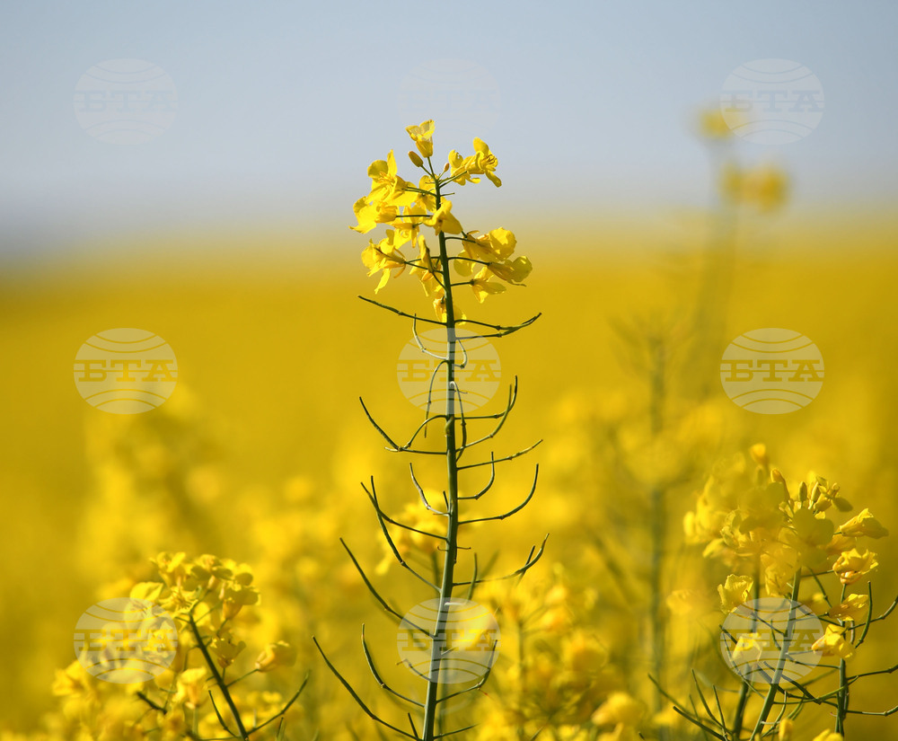 Разград - рапица