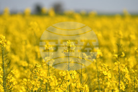 Разград - рапица