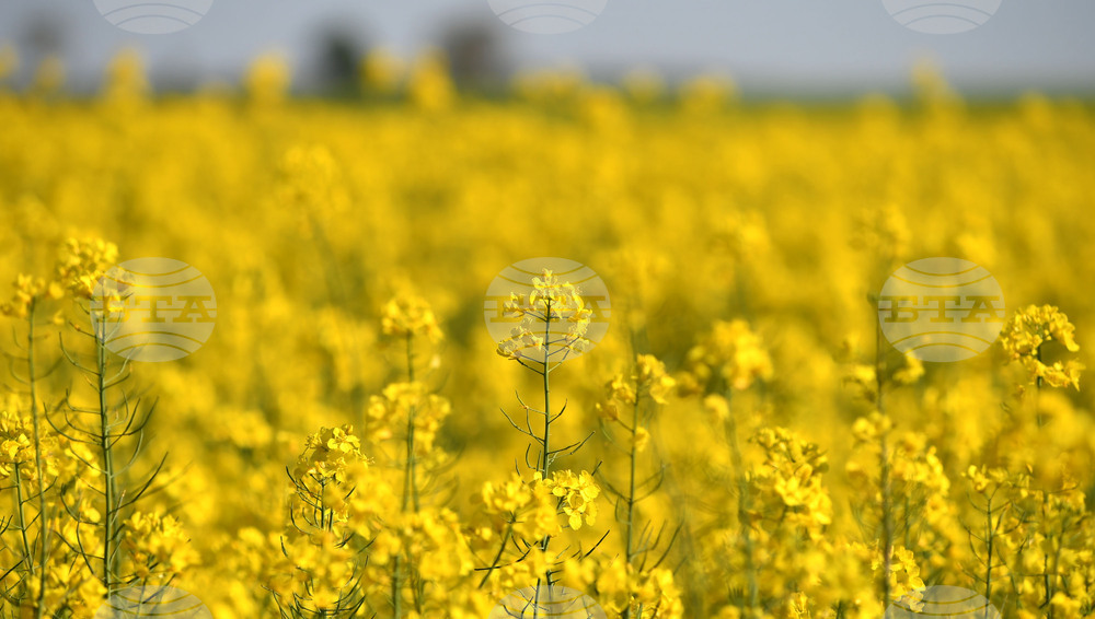 Разград - рапица