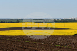 Разград - рапица