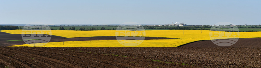 Разград - рапица