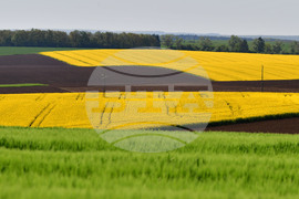 Разград - рапица