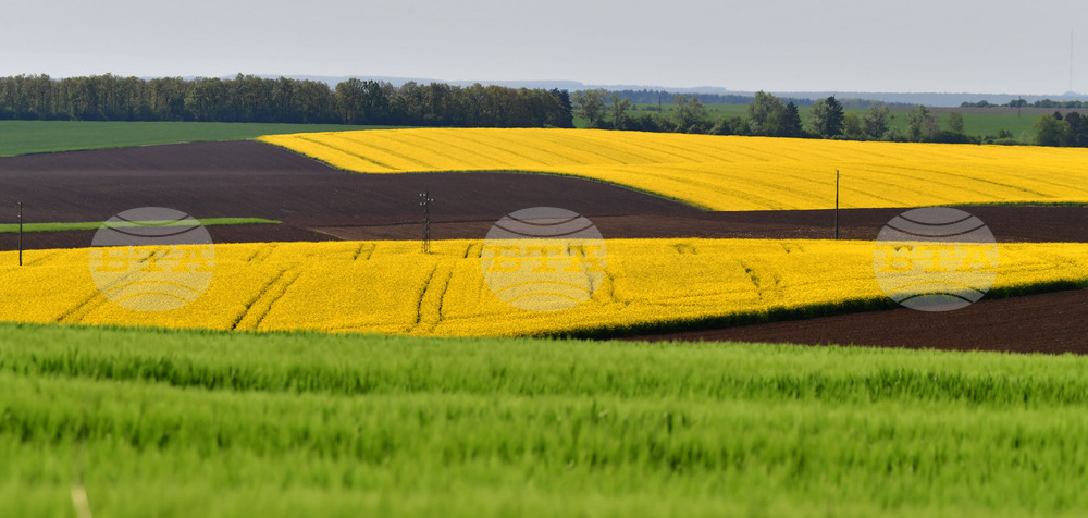 Разград - рапица