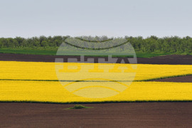 Разград - рапица