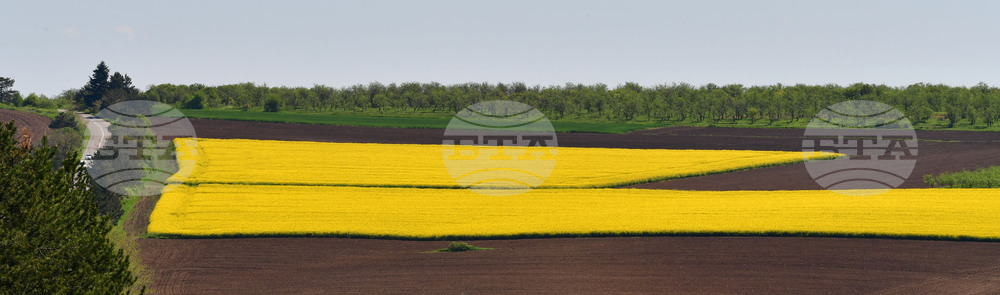 Разград - рапица