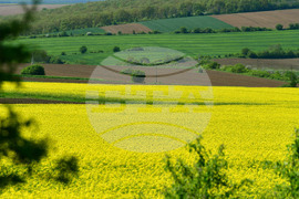 Разград - рапица