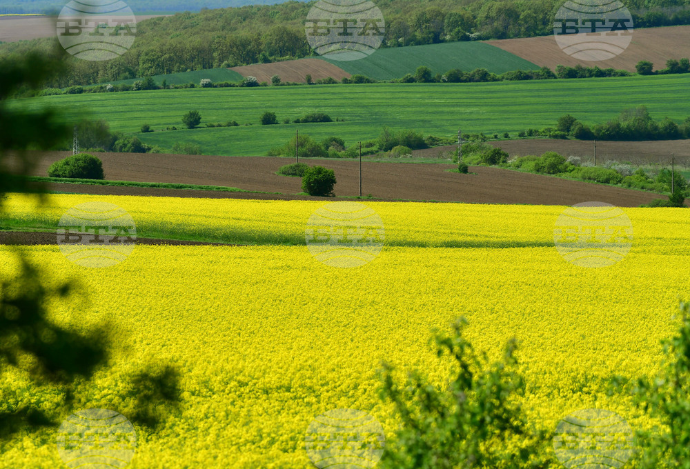 Разград - рапица