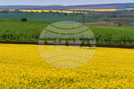 Разград - рапица