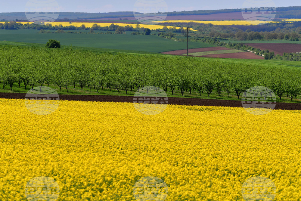 Разград - рапица