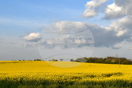 Разград - рапица