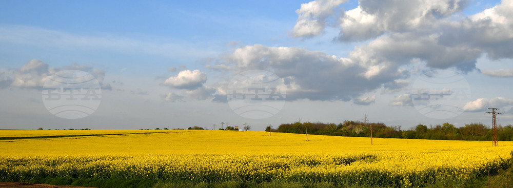Разград - рапица