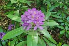 Варвара - "Ден на зелениката" - фестивал