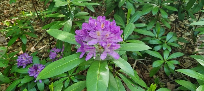 Природен парк "Странджа" подготвя няколко специални маршрута за Фестивала на зелениката