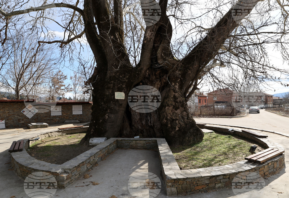 Ancient Trees in Several Towns Declared Protected