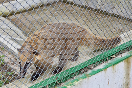 Шумен - зоопарк - ремонт - нови видове