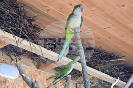 Шумен - зоопарк - ремонт - нови видове