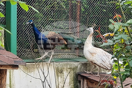 Шумен - зоопарк - ремонт - нови видове