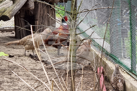 Шумен - зоопарк - ремонт - нови видове