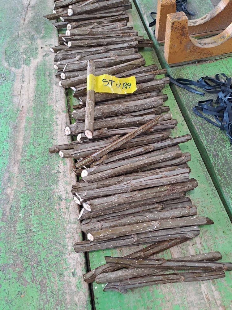 Нови клонове тополи ще отглеждат в горски разсадник на ЮЦДП-Смолян