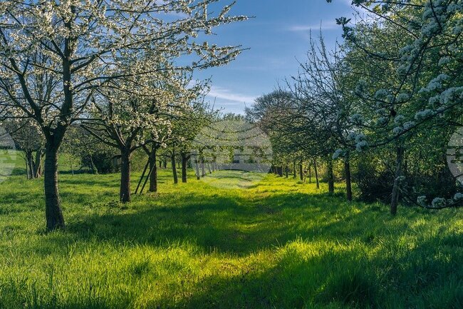 Присаждането на дърветата е било достояние на нашите деди, каза Христо Иванов - Ашламинатора