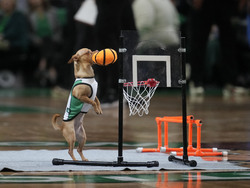 Heat Celtics Basketball