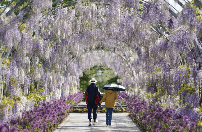 Дългата ежедневна разходка е по-полезна за сърцето отколкото няколко кратки, показва проучване