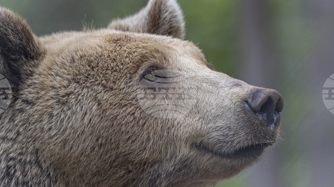 Хиляди километри електрически огради ще бъдат инсталирани в Румъния заради проблема с мечките
