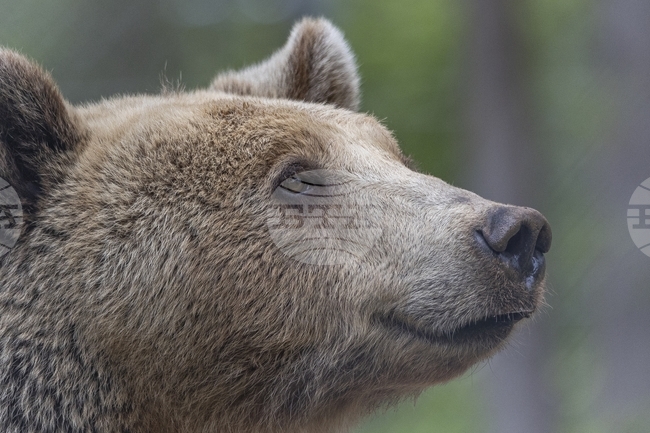 Между 10 419 и 12 770 кафяви мечки се намират в Румъния при оптимален брой 4000, съобщи министърът на околната среда Мирча Фекет
