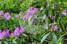 Странджа - странджанска зеленика 