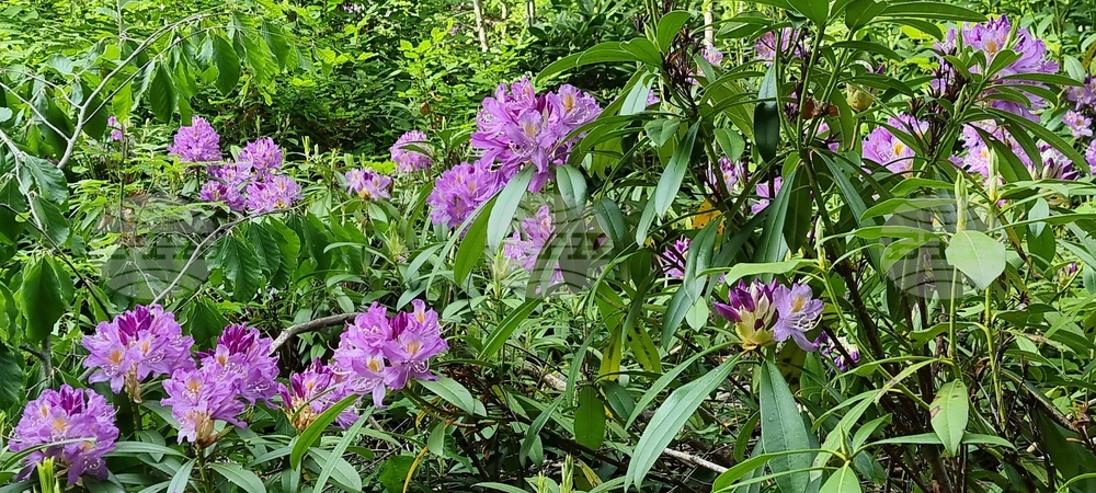Странджа - странджанска зеленика 