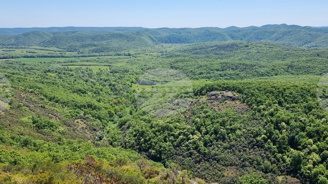 България продължава да губи гори, а дървопреработвателният сектор у нас е в колапс, заявяват от браншова организация