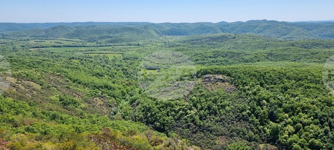 България продължава да губи гори, а дървопреработвателният сектор у нас е в колапс, заявяват от браншова организация