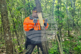 Странджа - Държавно горско стопанство - Саарландски метод - опръстеняване - - инж. Георги Георгиев