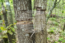Странджа - Саарландски метод - гори - опръстеняване  