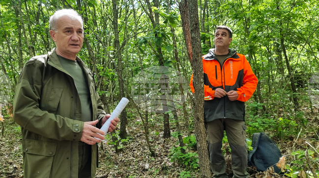  Странджа - Саарландски метод - гори - опръстеняване