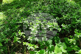 Странджа - бясно дърво