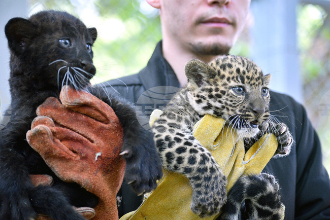 Варна - Зоопарк - малки леопарди