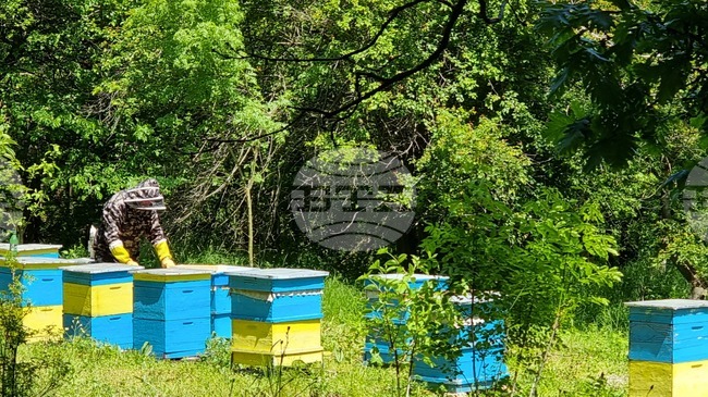 Производителите на странджански манов мед ще получат помощ „де минимис“ в размер на 9000 евро