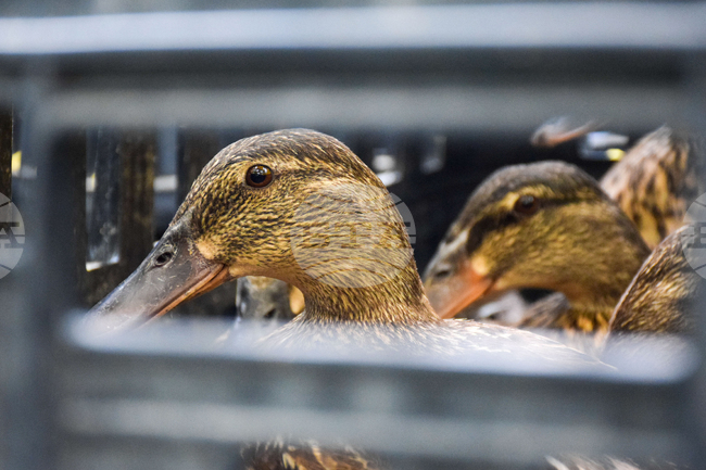 Огнище на птичи грип е установено във ферма за патици в димитровградското село Каснаково