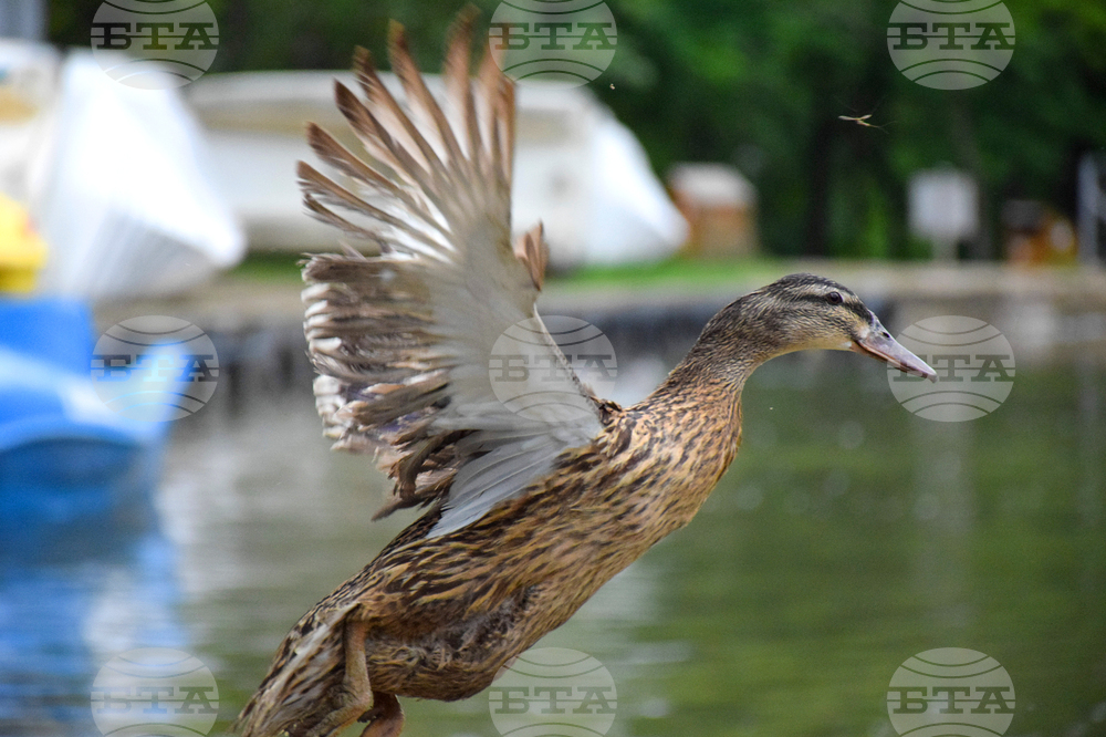 Bird Flu Outbreak Detected in North Central Bulgaria