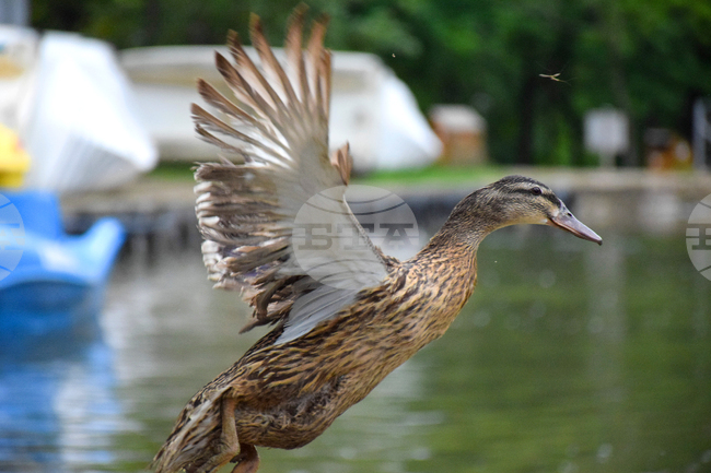 Благоевград - парк Бачиново - патици