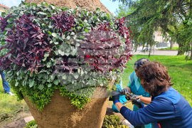 Разград - цветя - засаждане