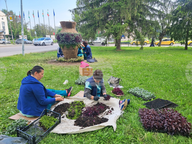 Разград - цветя - засаждане